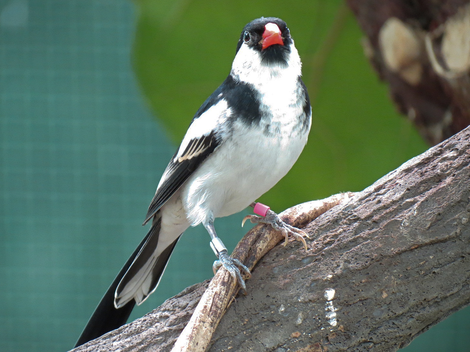 Pin-tailed Whydah