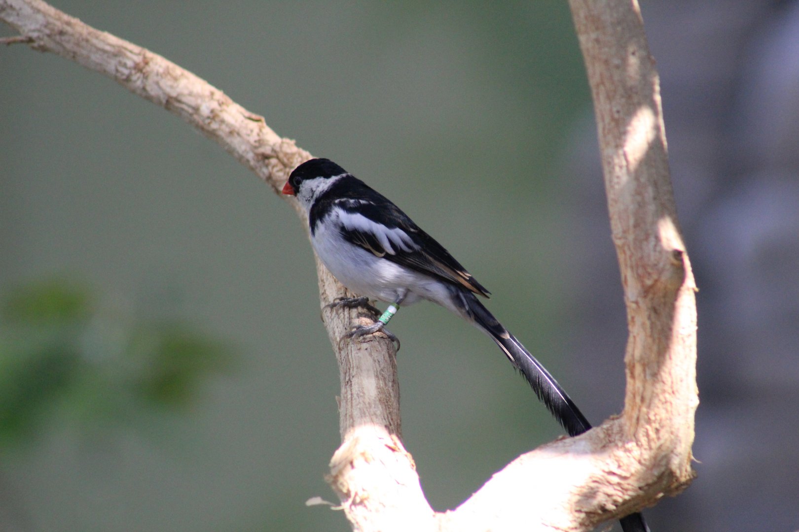 Pin-Tailed Whydah