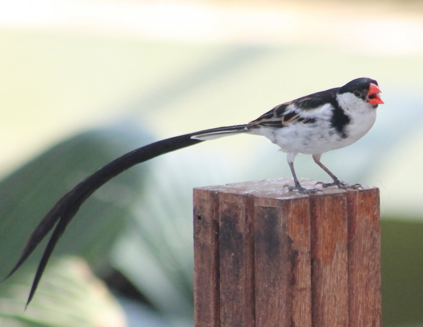Pin-tailed whydah