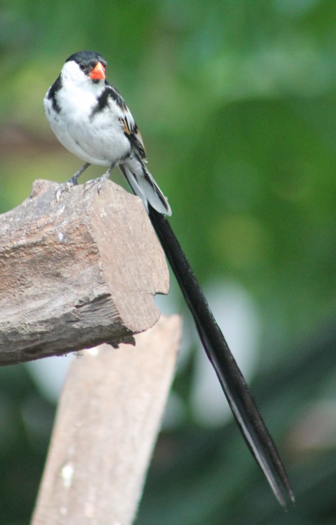 Pin-tailed whydah