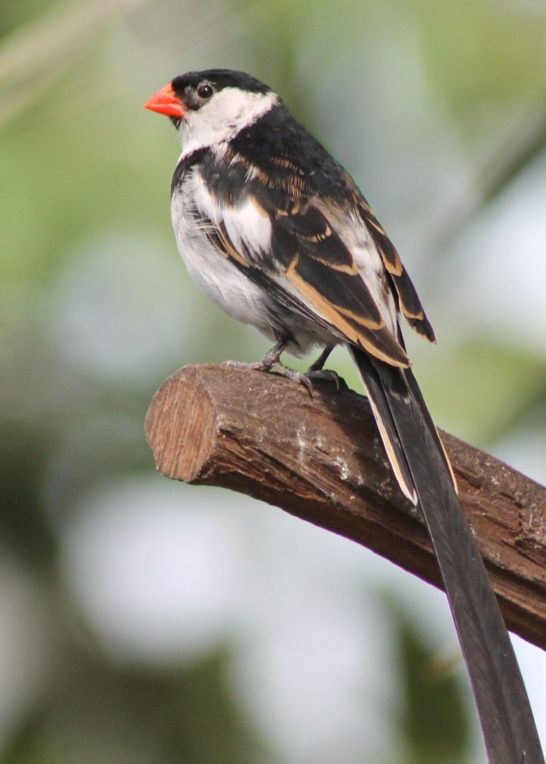 Pin-tailed whydah