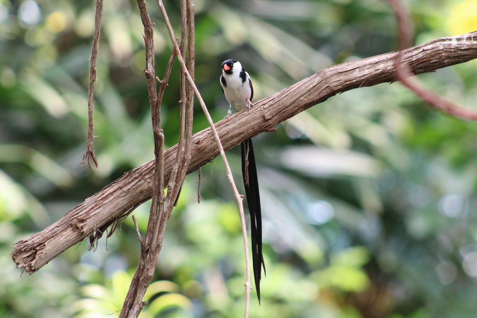 Pin-Tailed Whydah