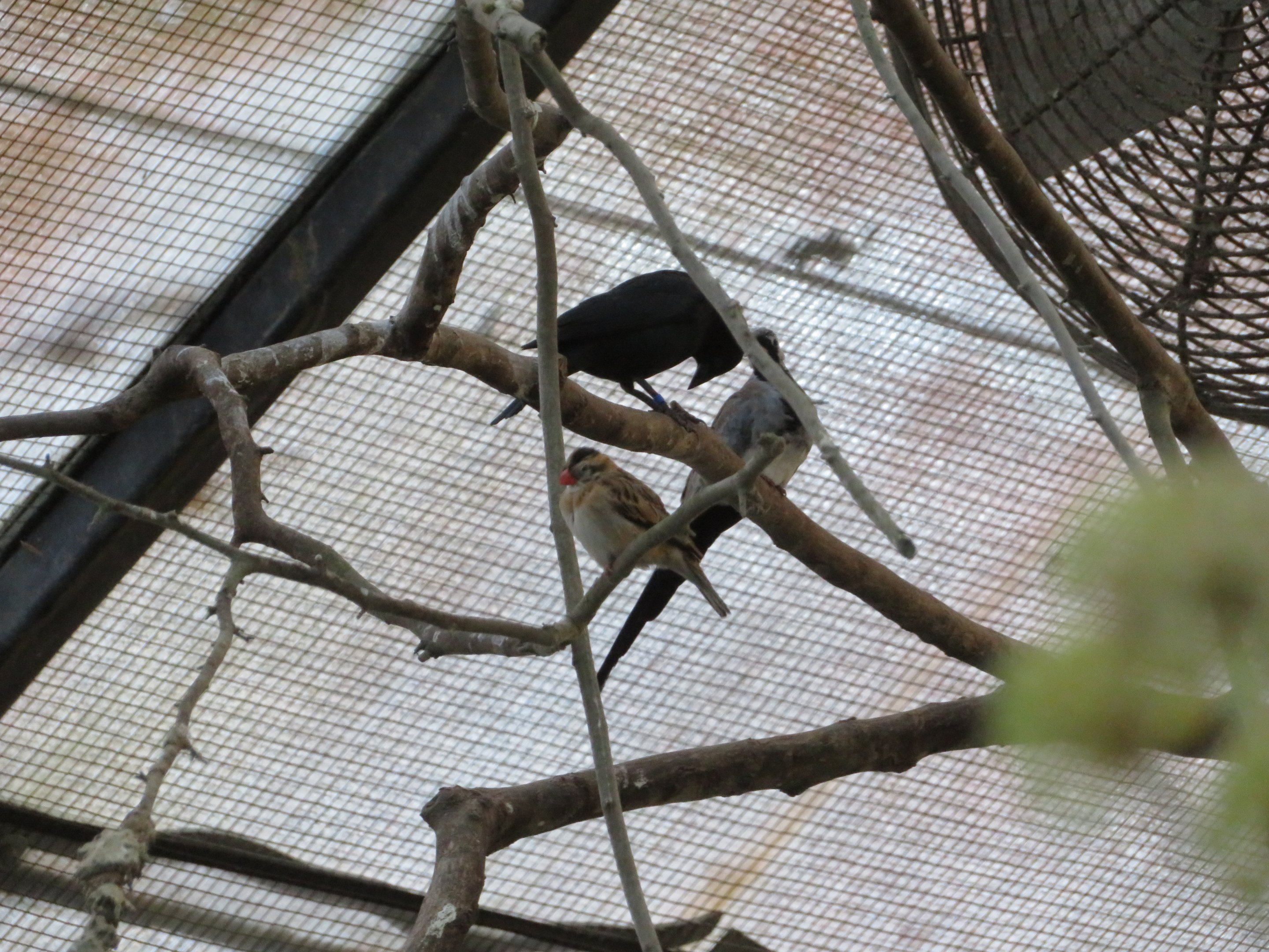 Pin-tailed Whydah