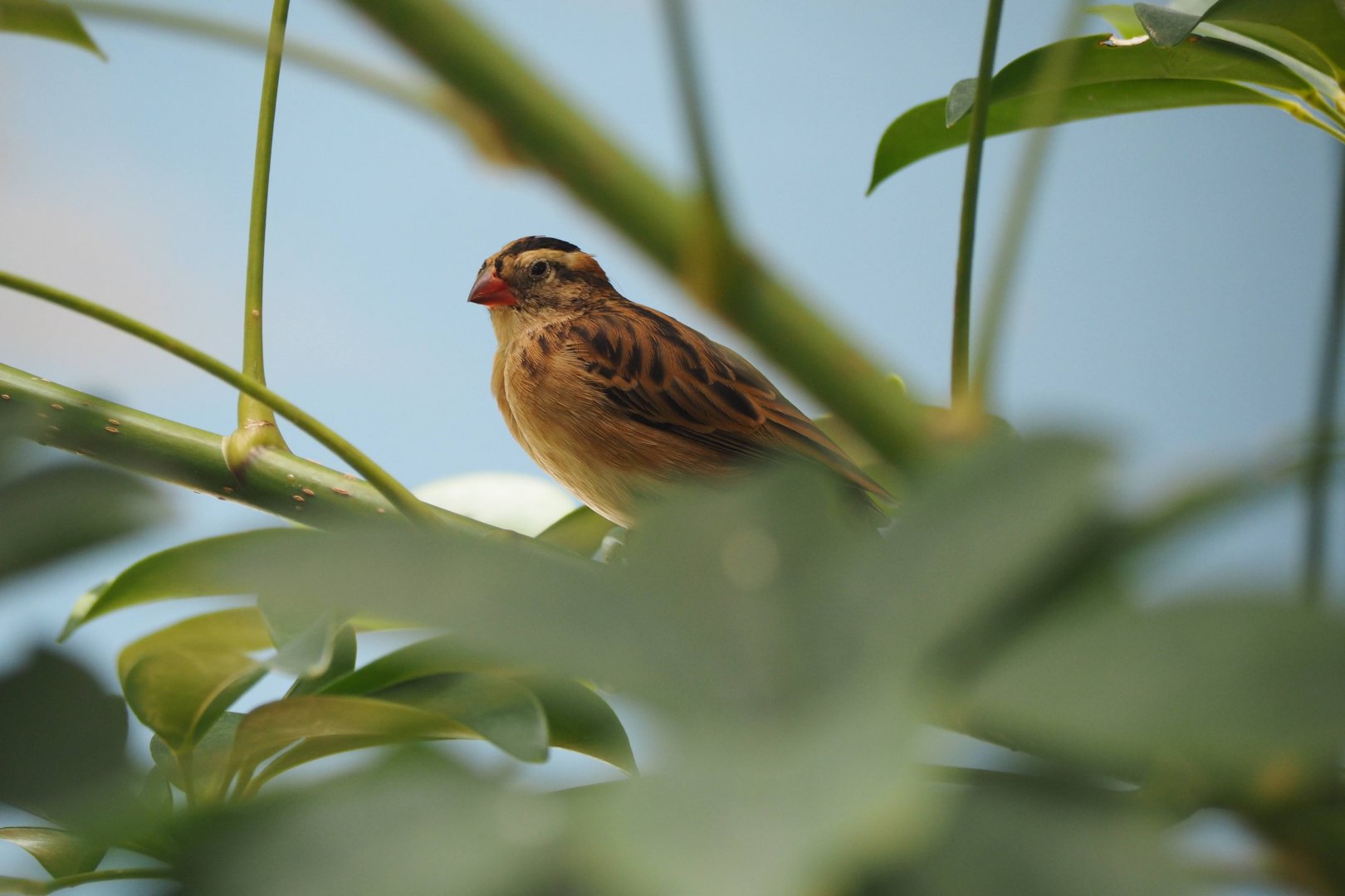 Pin-tailed whydah