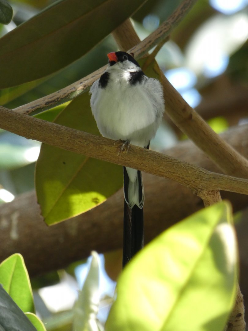 Pin-tailed whydah