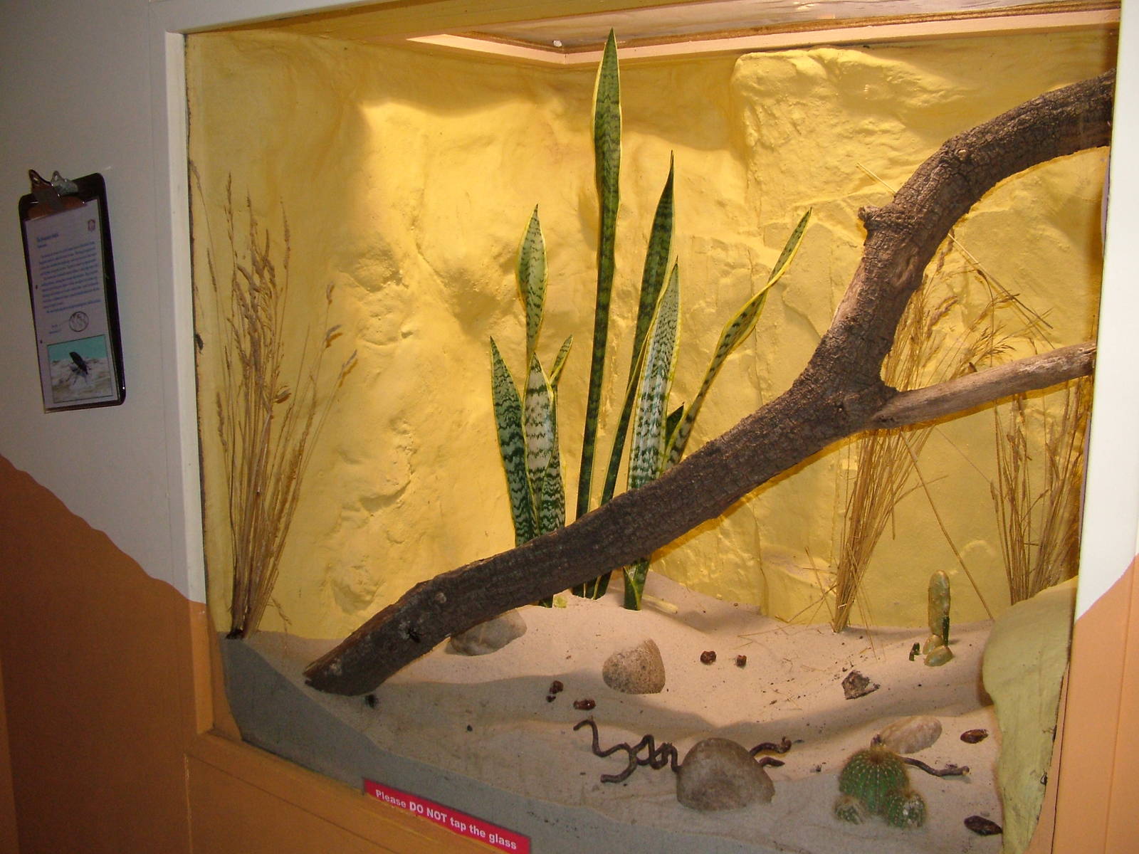 Pinacante Beetle exhibit at Bristol 19/12/09