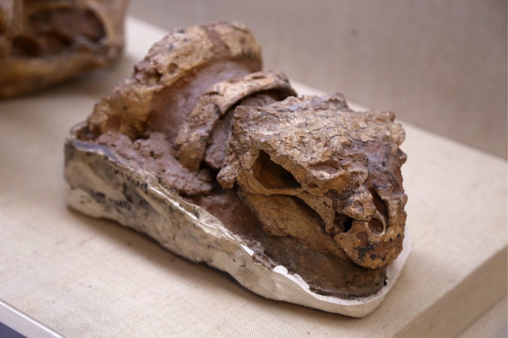 Pinacosaurus granger, Juvenile Skull (IVPP V16853)
