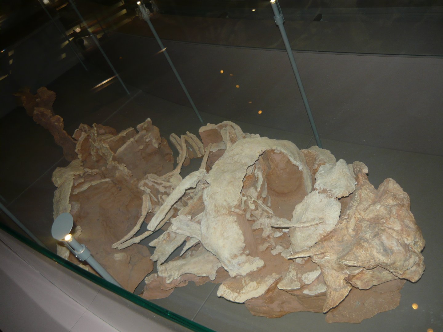 Pinacosaurus mephistocephalus skeleton