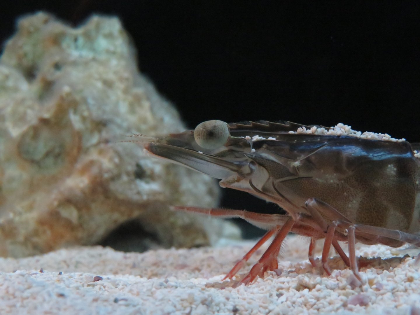 Pinaeid Prawn.