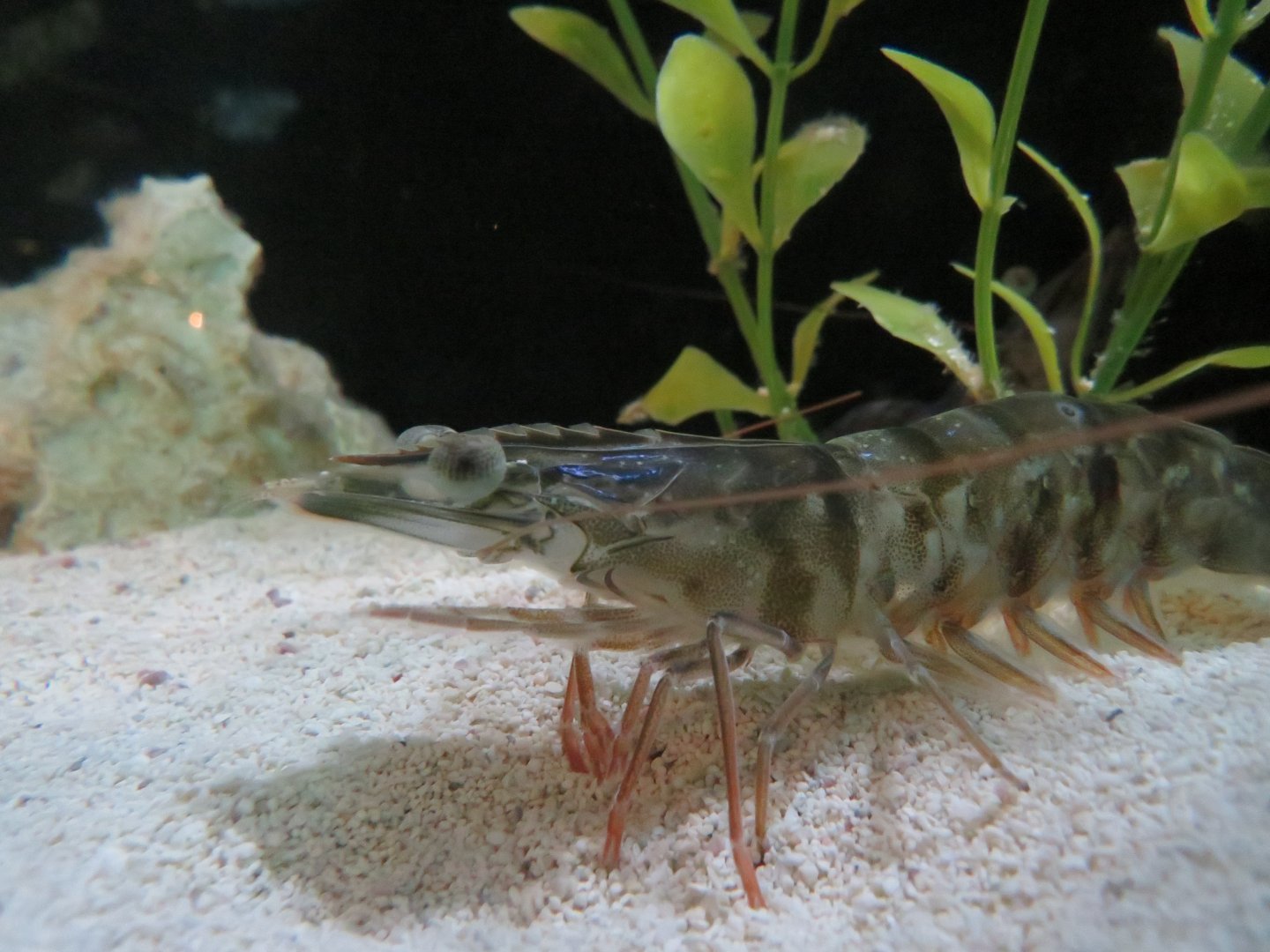 Pinaeid shrimp