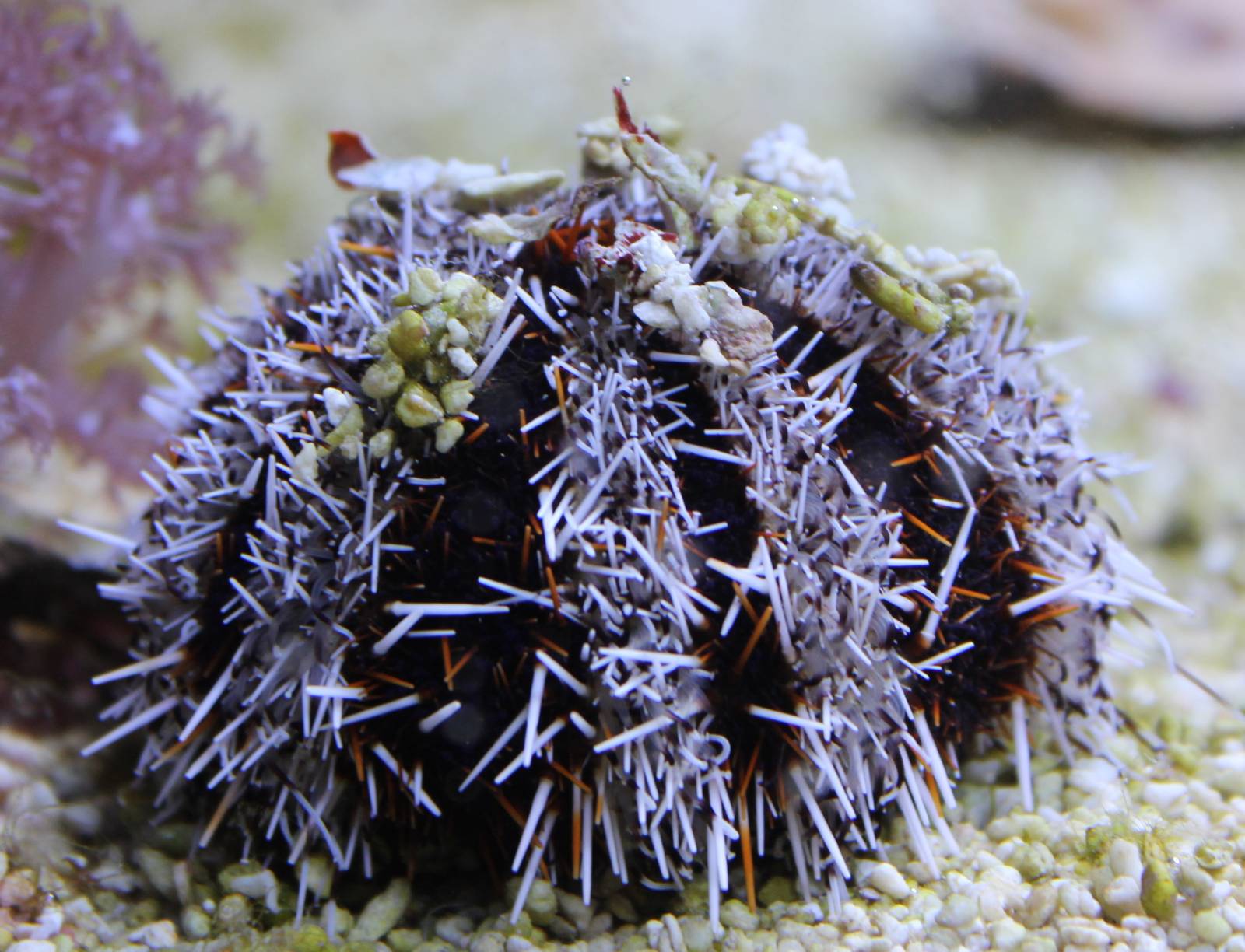 Pincushion sea urchin