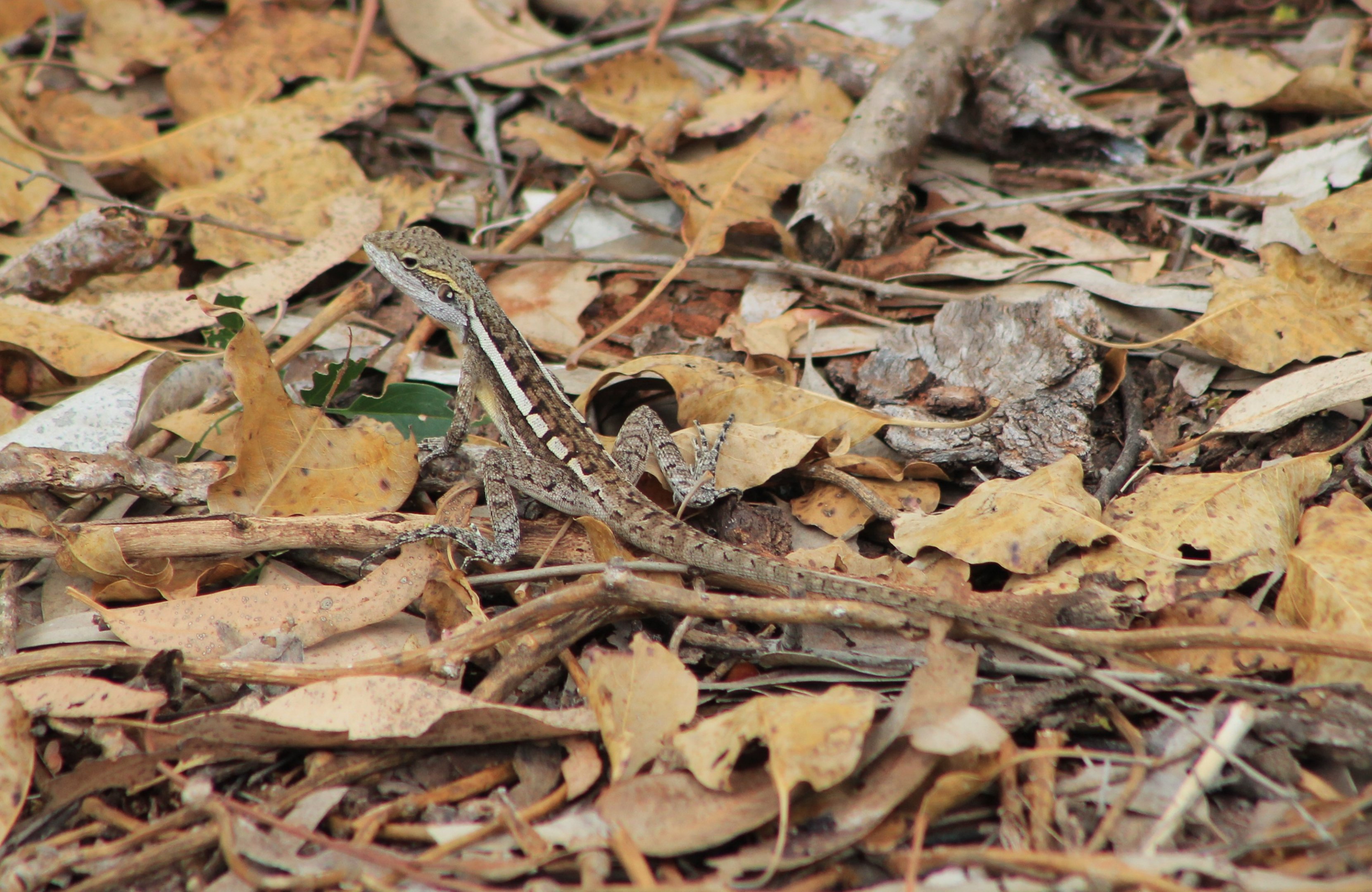 Pindan Dragon (Diporiphora pindan)