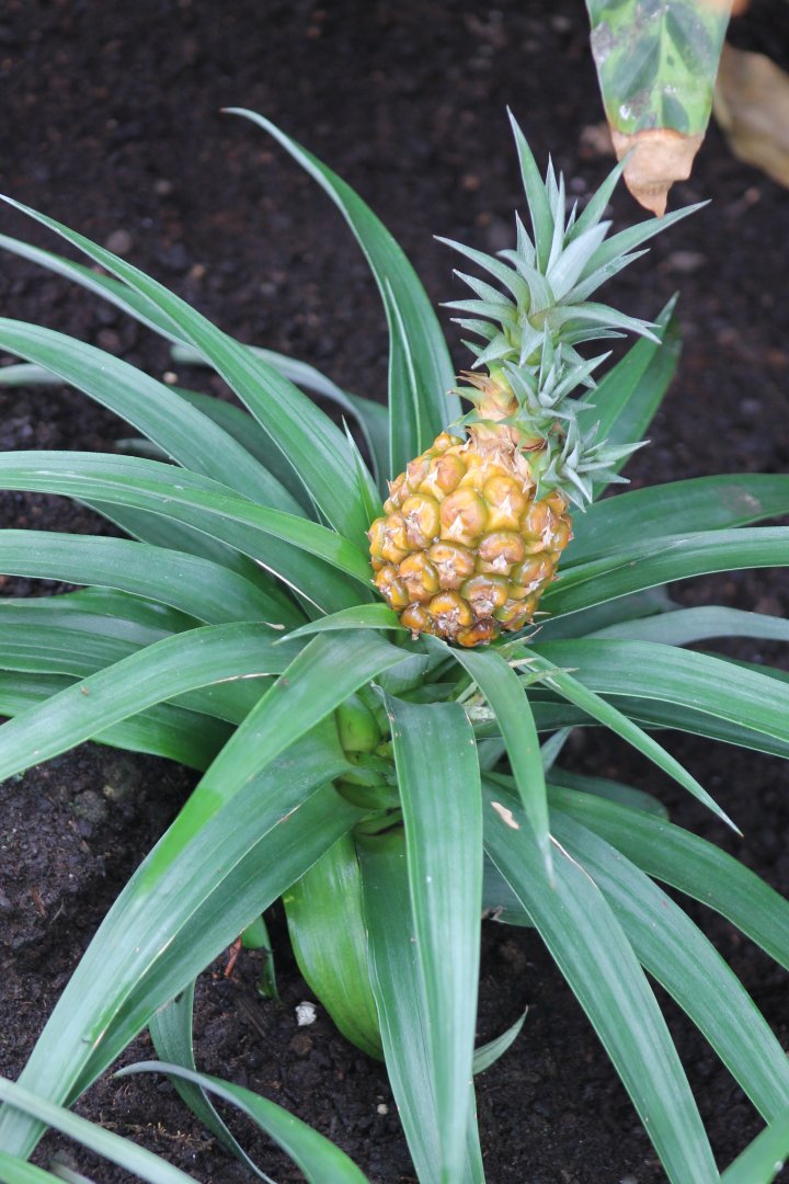 Pine-apple