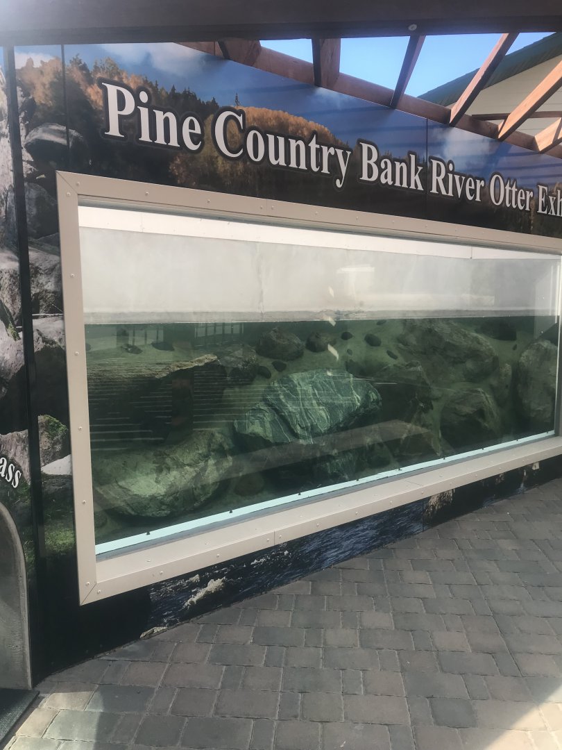 Pine Country Bank River Otter Exhibit