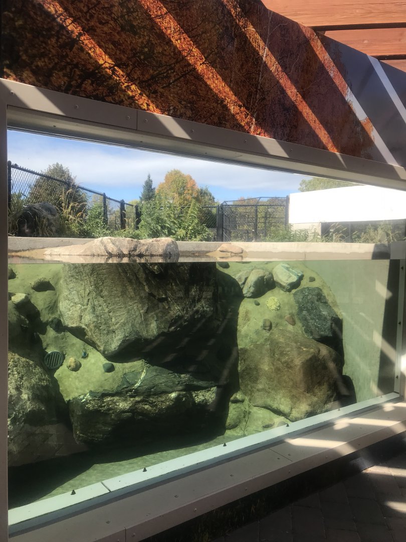 Pine Country Bank River Otter Exhibit