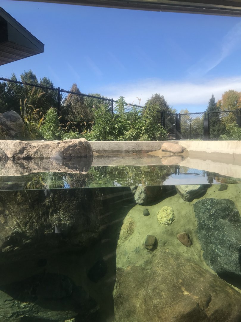 Pine Country Bank River Otter Exhibit