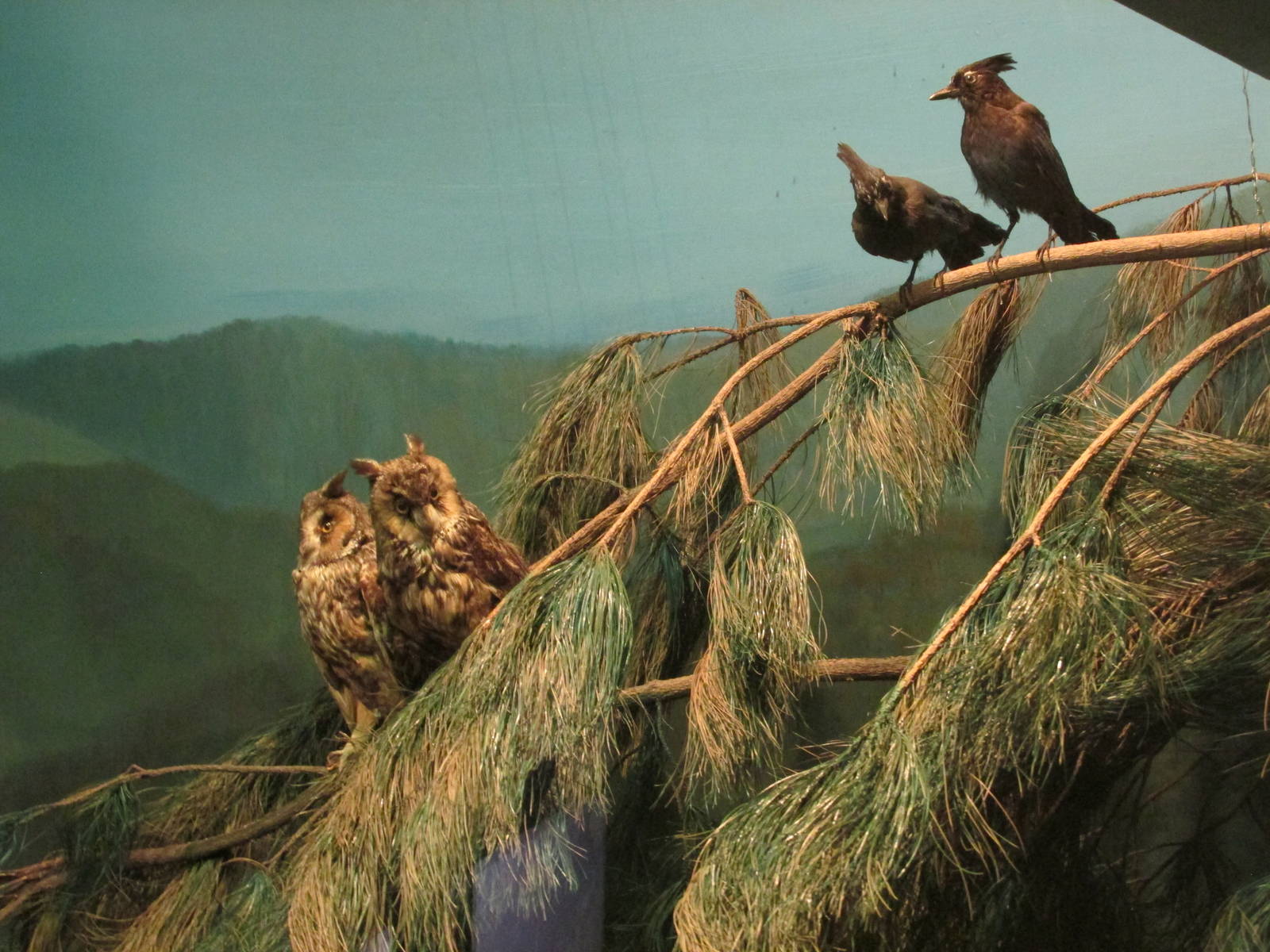 pine forest diorama museo de historia natural