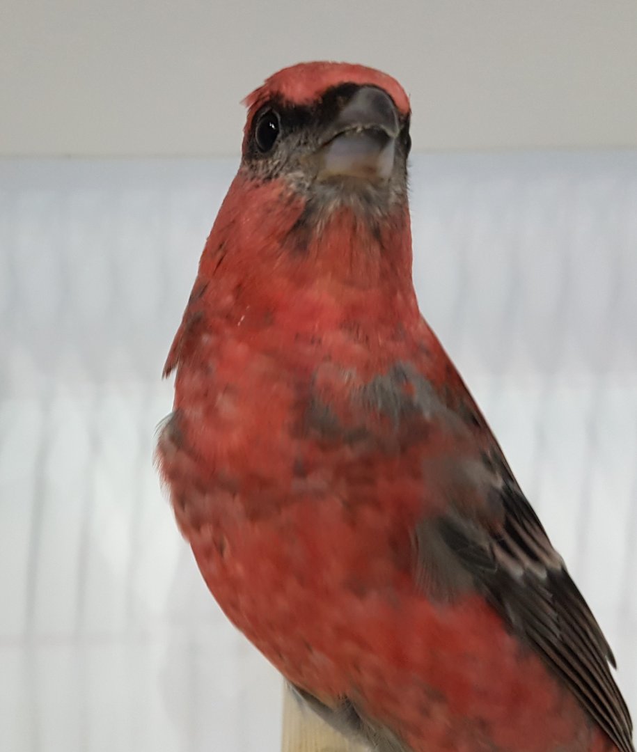 Pine grosbeak