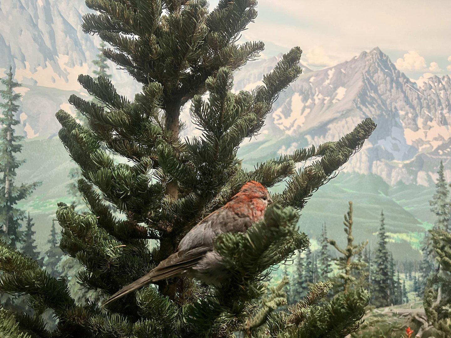 Pine Grosbeak