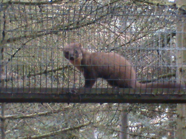 pine marten 04/10