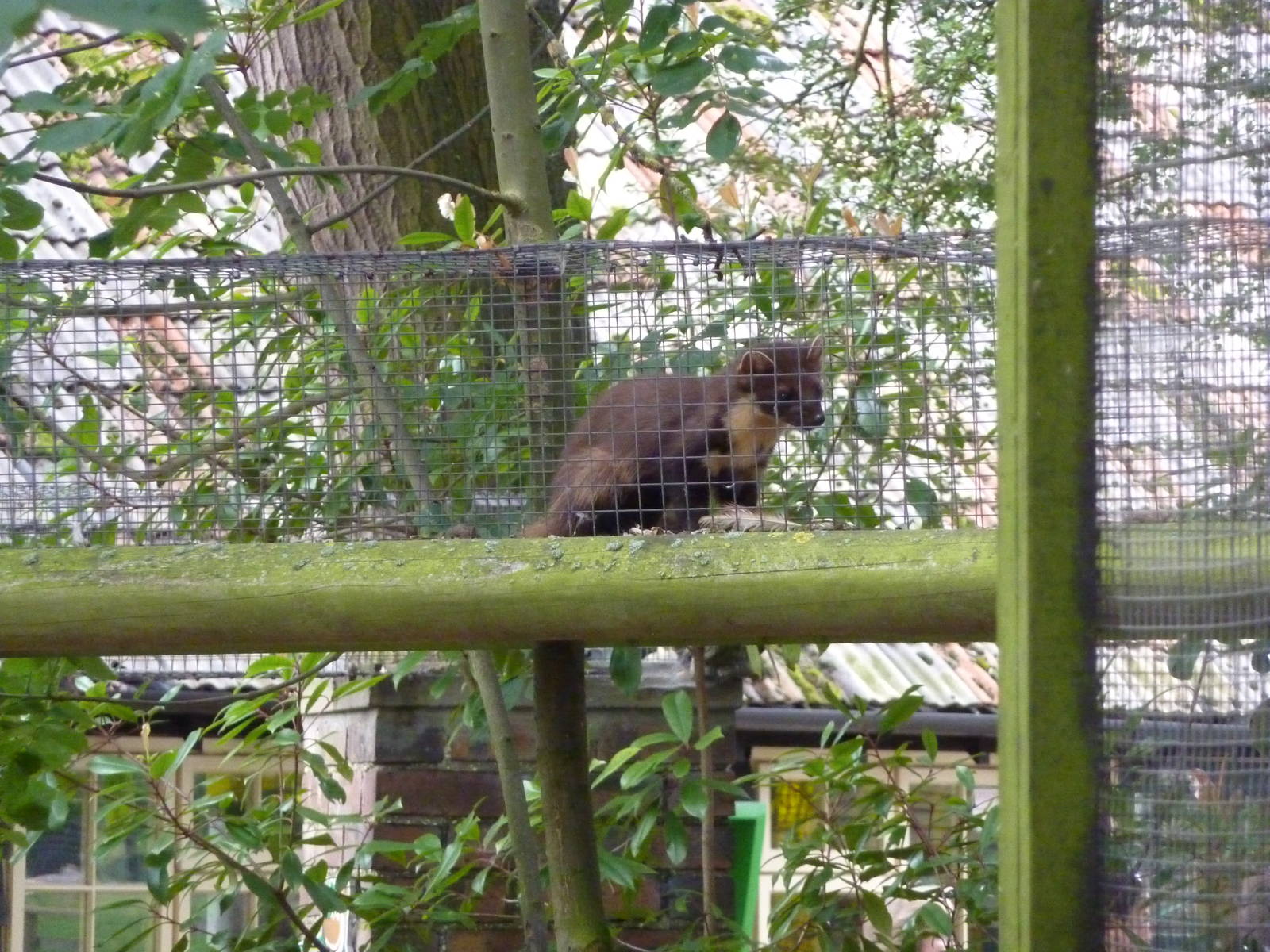 Pine marten - 20th August 2012