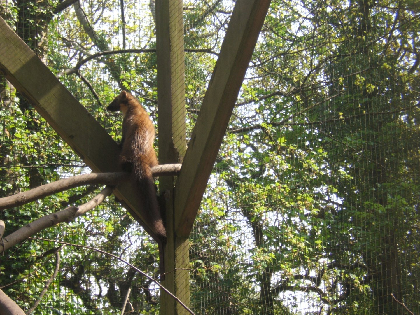 Pine Marten 23/04/2019