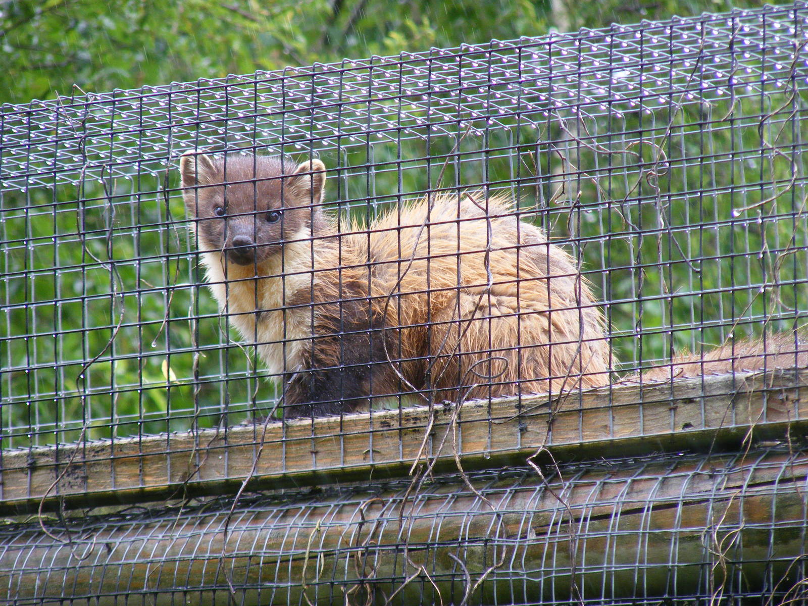 Pine marten at British Wildlife Centre, 29 May 2010