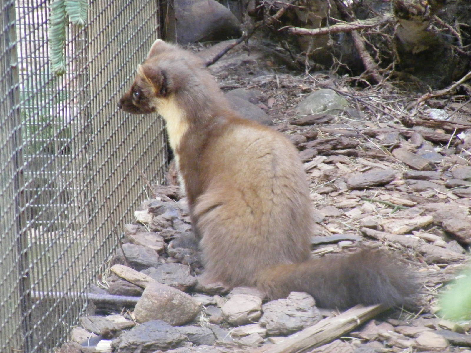 Pine marten at Highland Wildlife Park, 17 May 2010