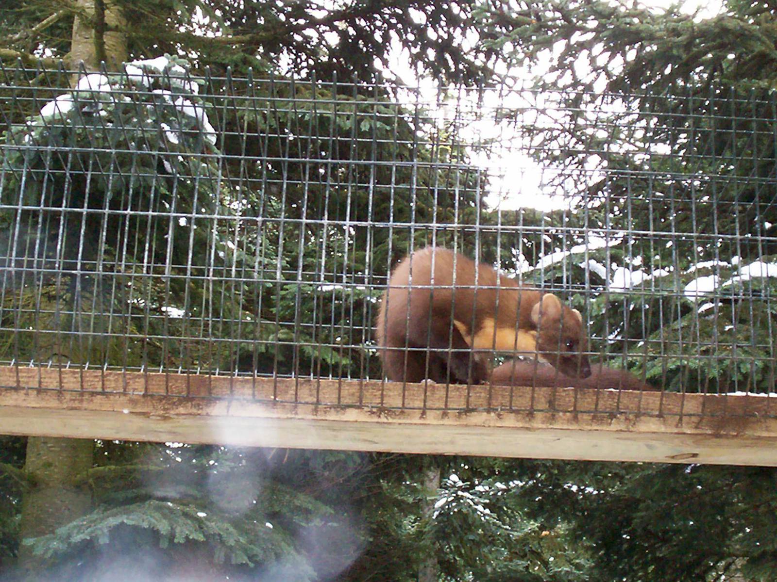 Pine marten at HWP
