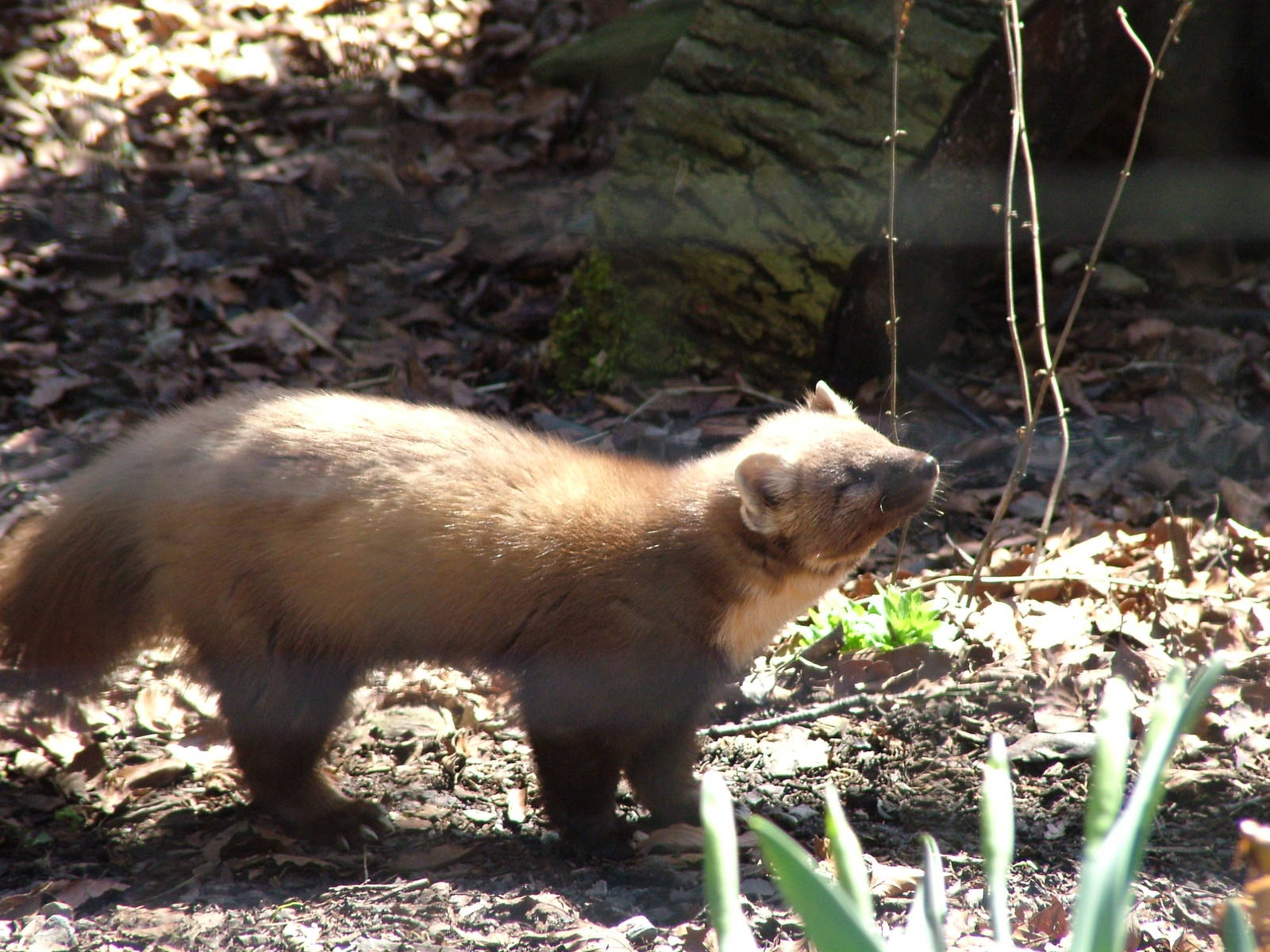 Pine Marten at the Chestnut Centre, March 09