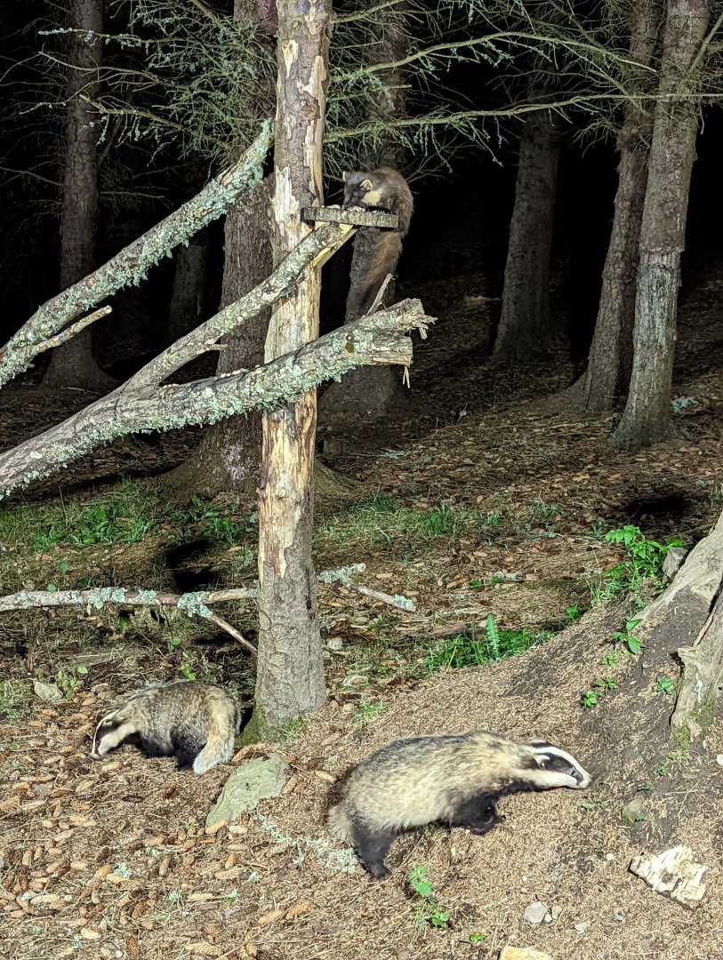 Pine Marten & Badgers