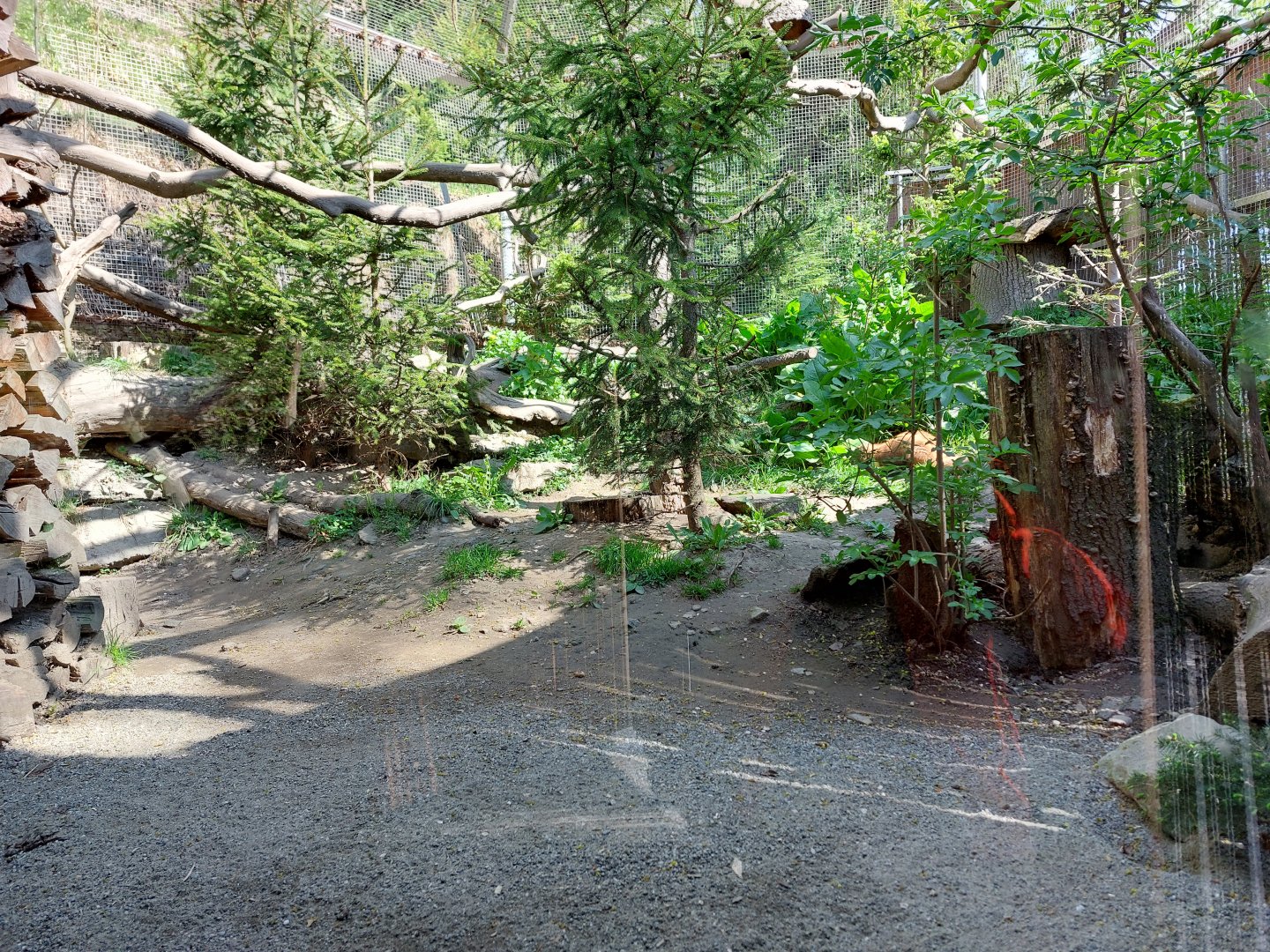 Pine marten enclosuee