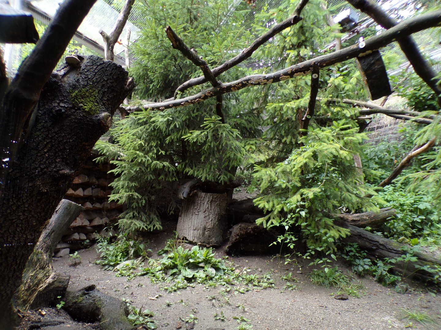 Pine marten enclosure 1 9.7.25