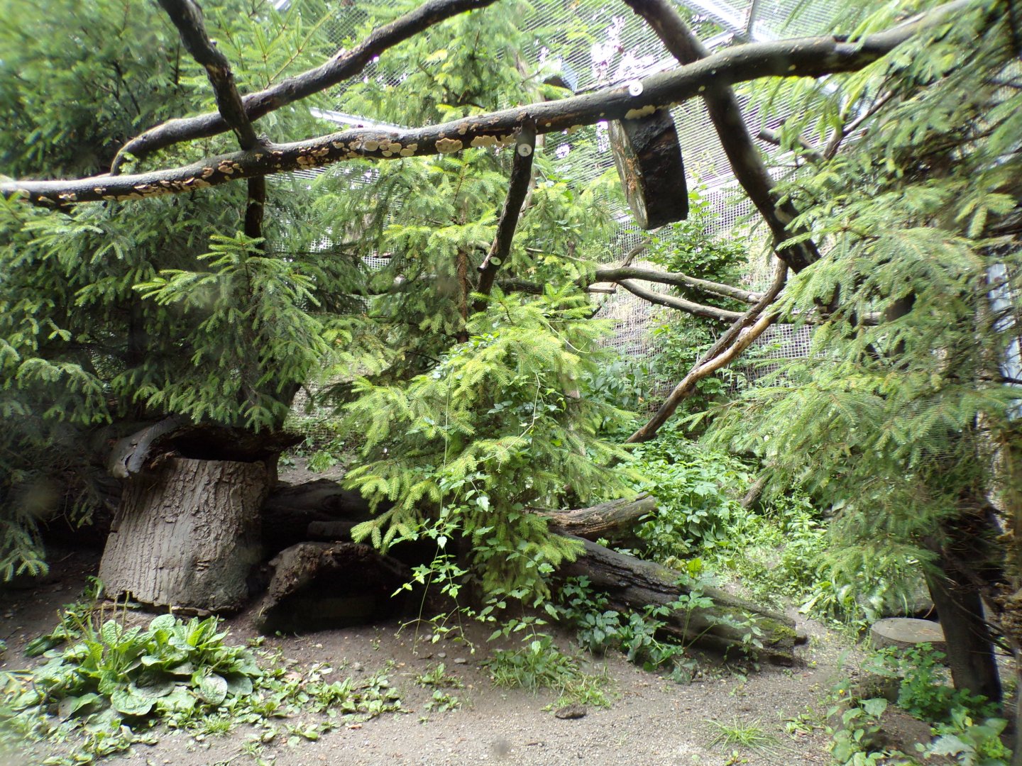 Pine marten enclosure 1 9.7.25