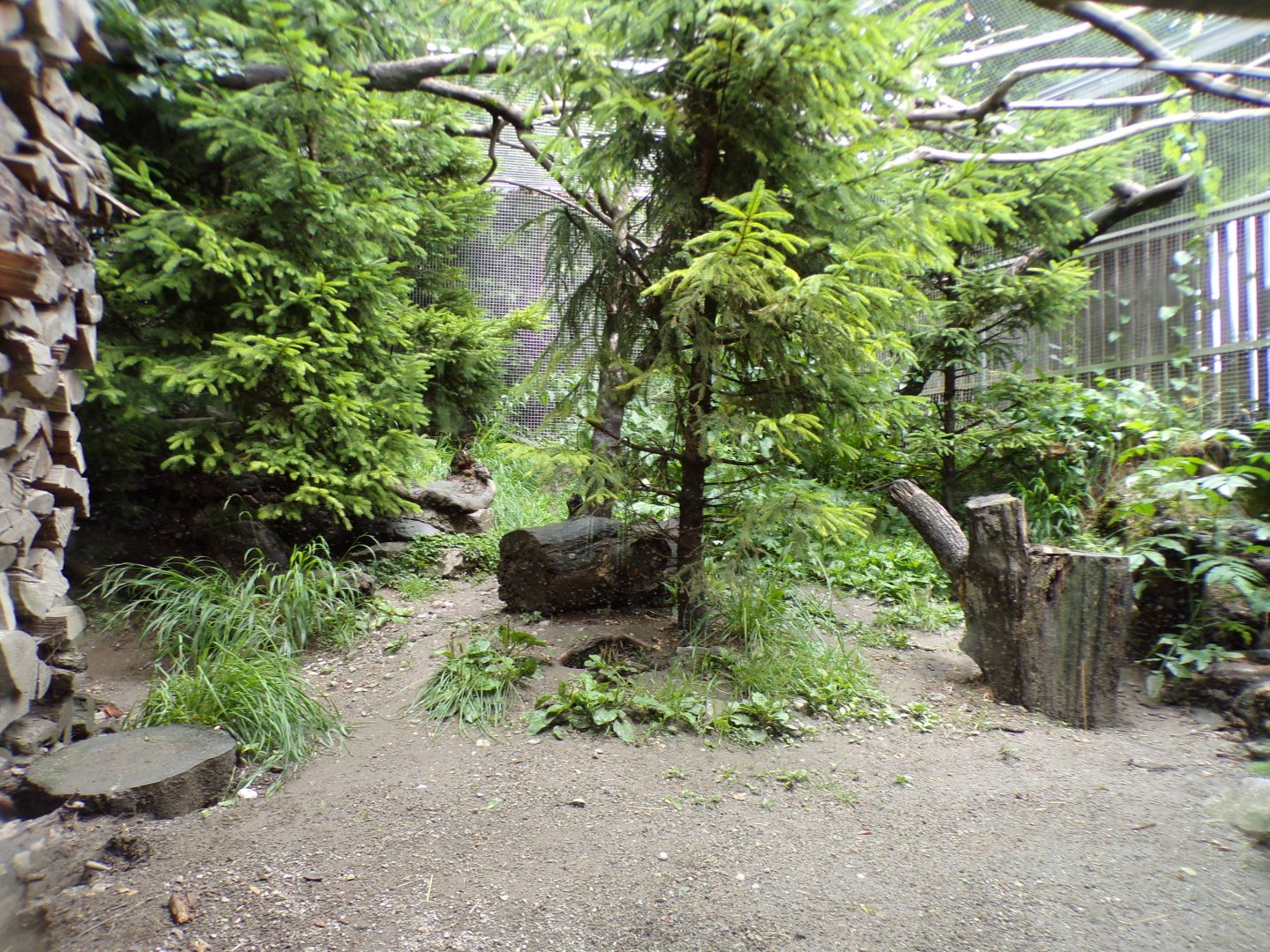 Pine marten enclosure 2 9.7.25