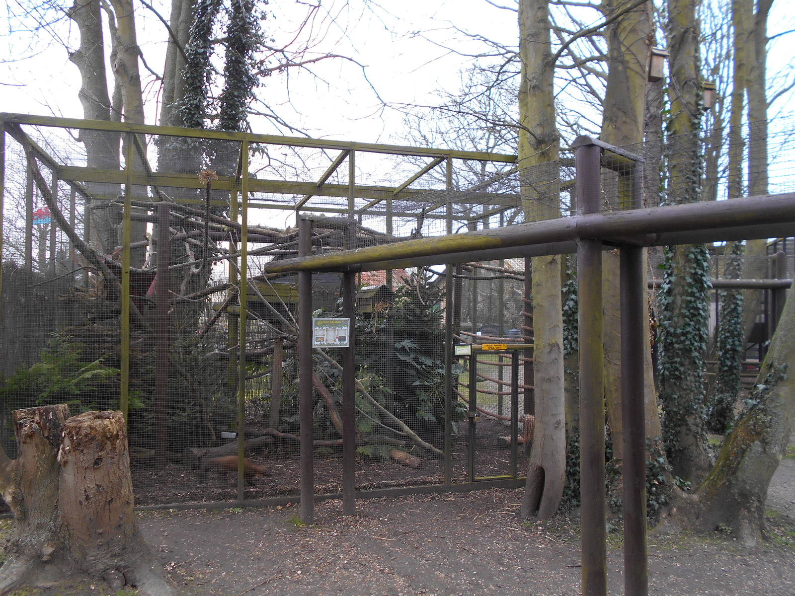 Pine Marten enclosure - March 15th 2016