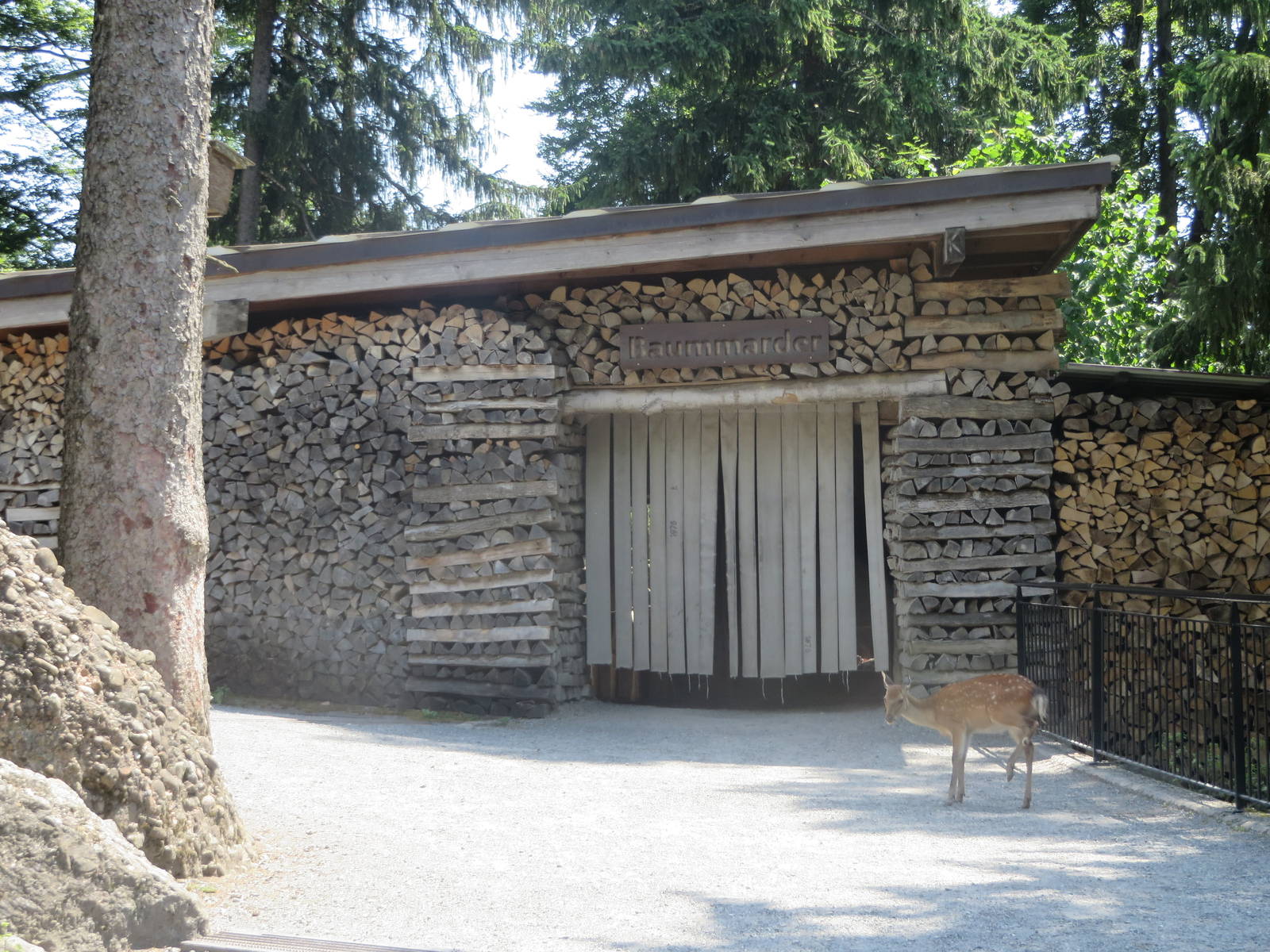 Pine marten enclosure