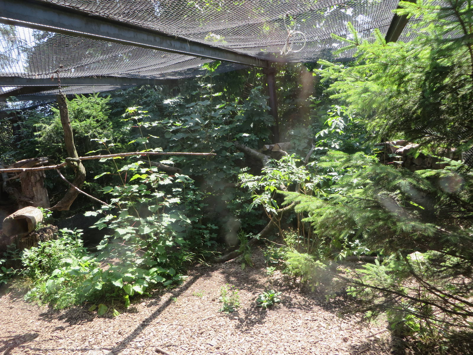 Pine marten enclosure