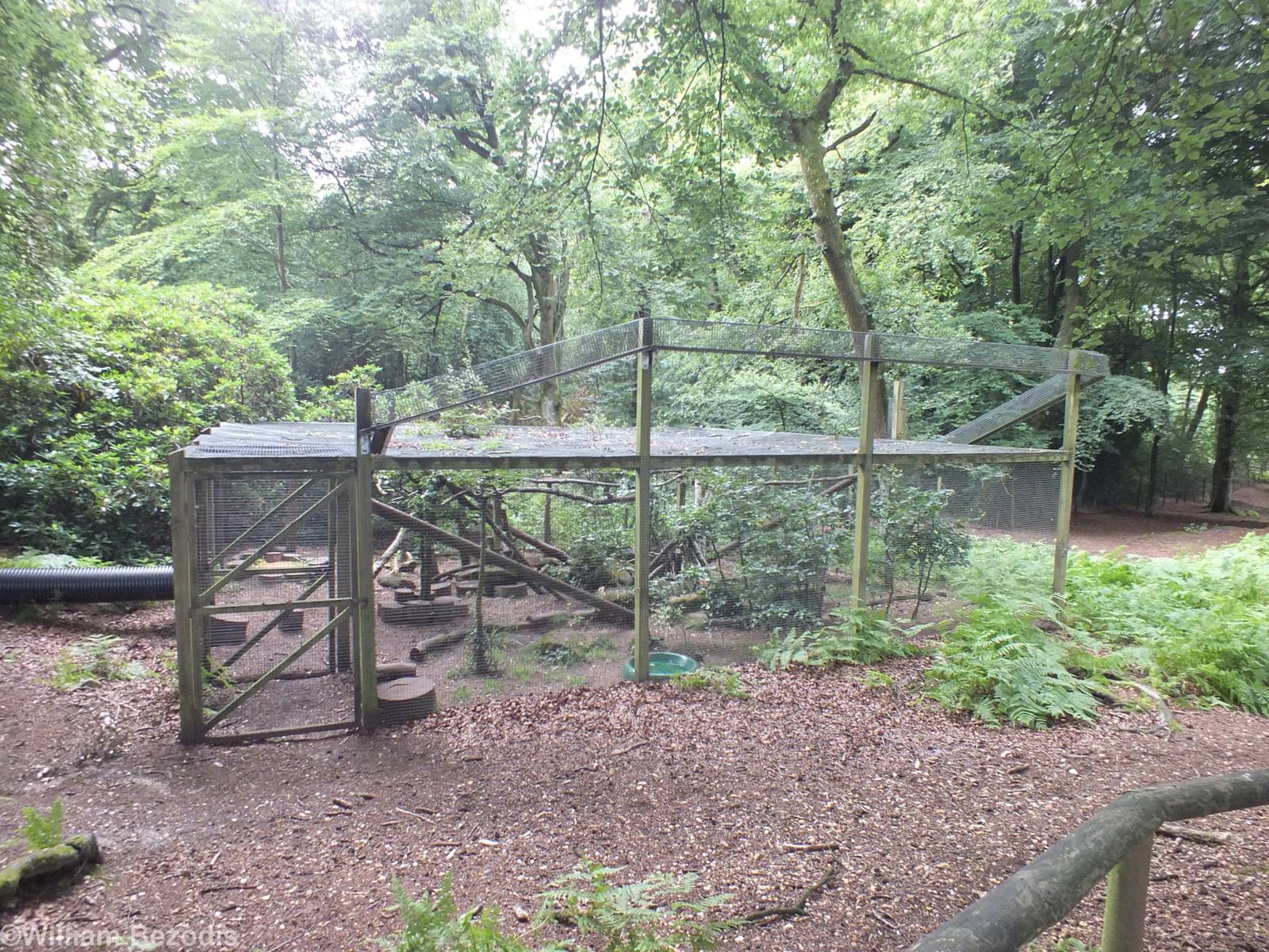 Pine Marten Enclosure