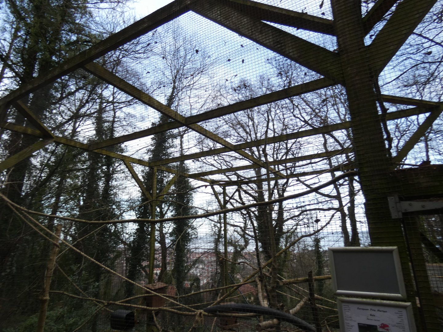 Pine Marten Enclosure