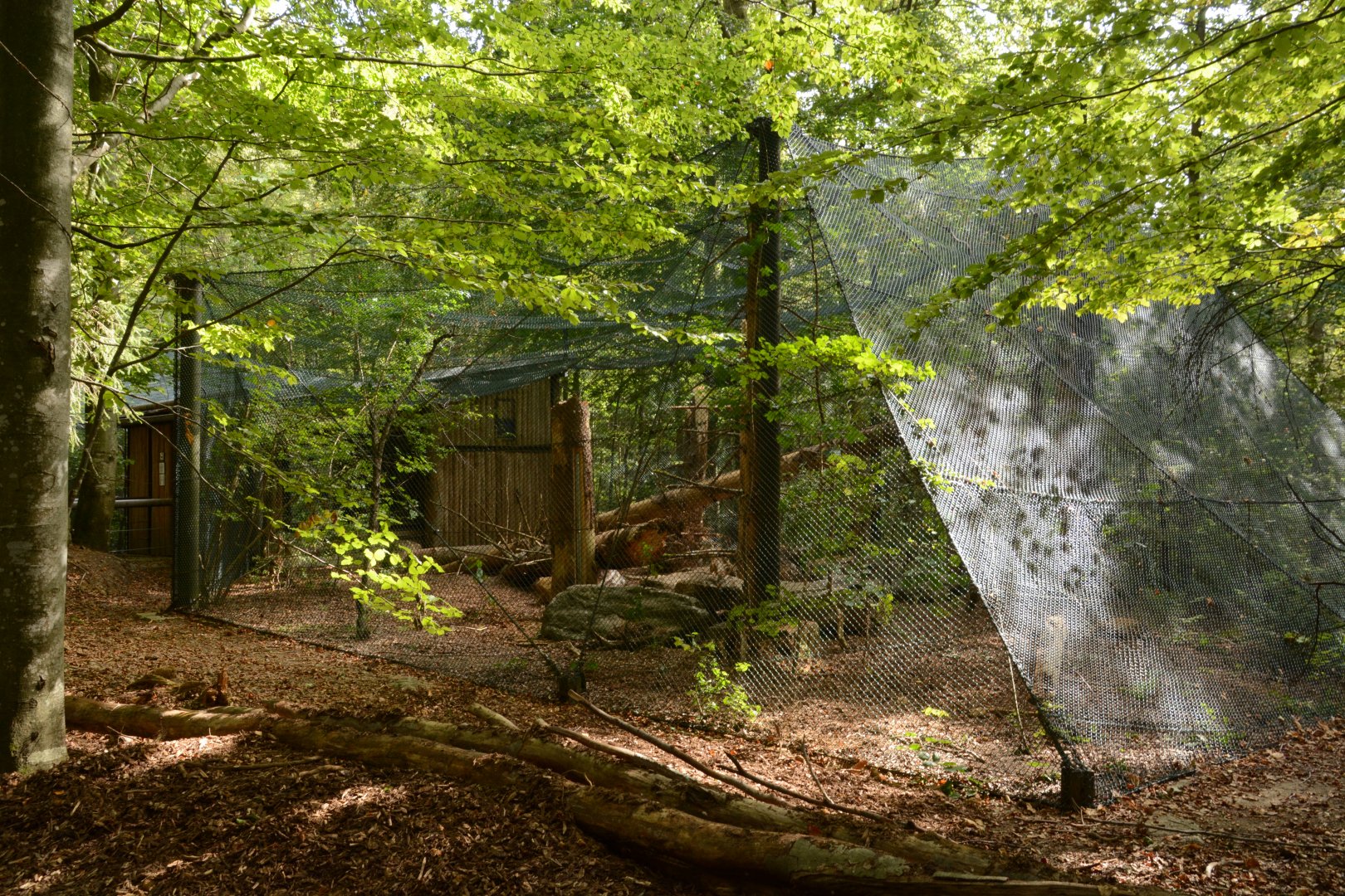 Pine marten enclosure