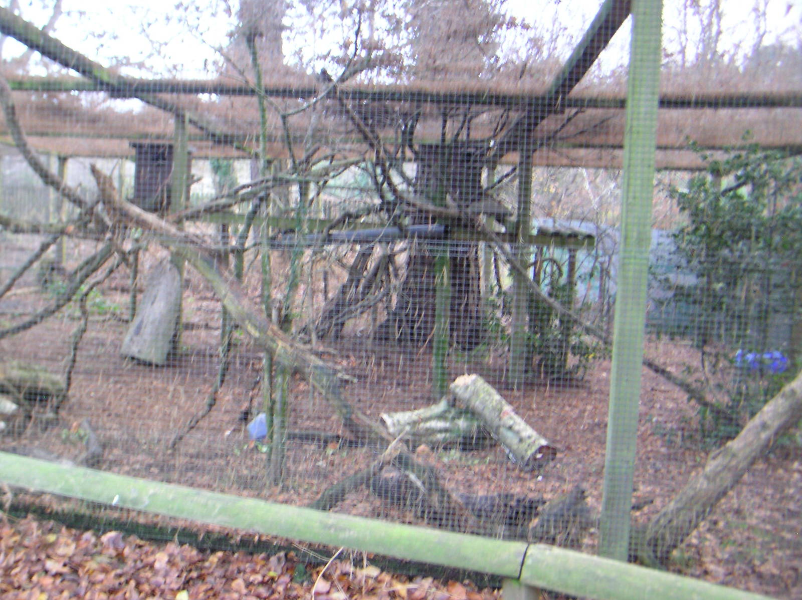Pine Marten Enclosure