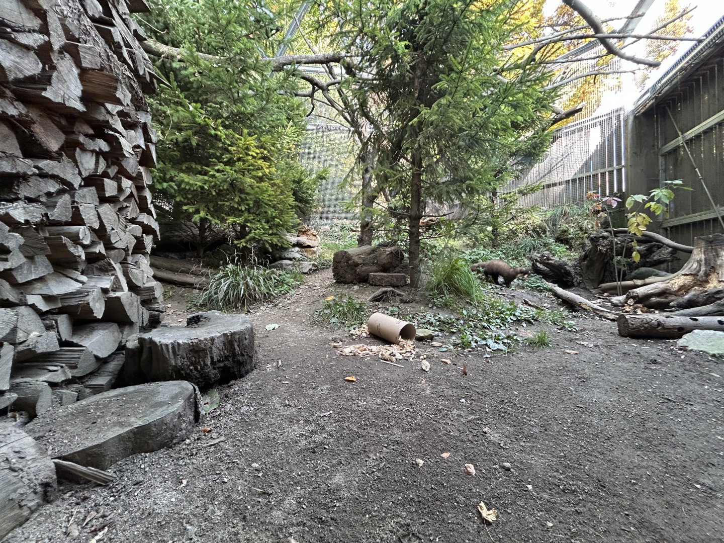 Pine Marten Exhibit #1