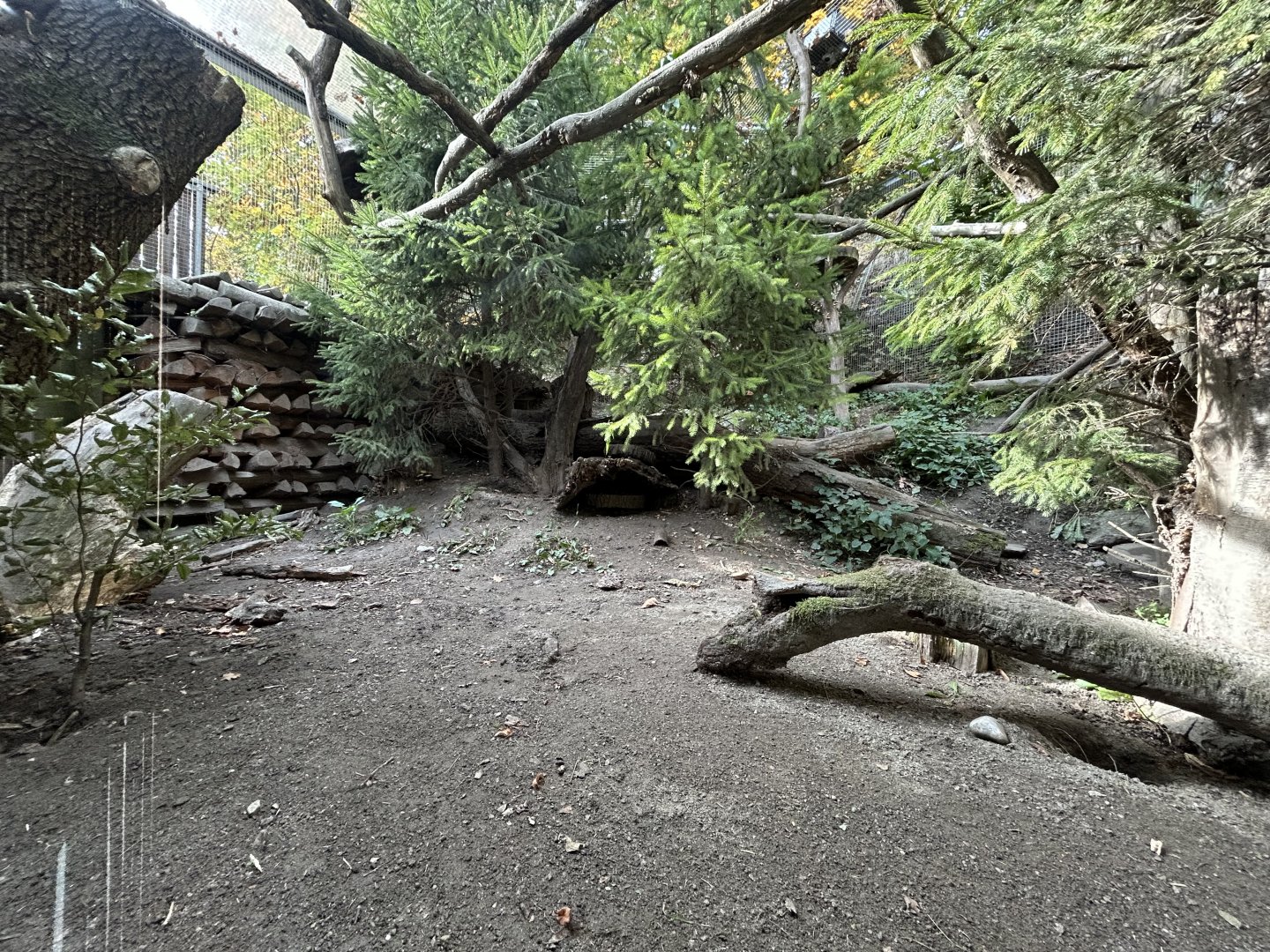 Pine Marten Exhibit #2