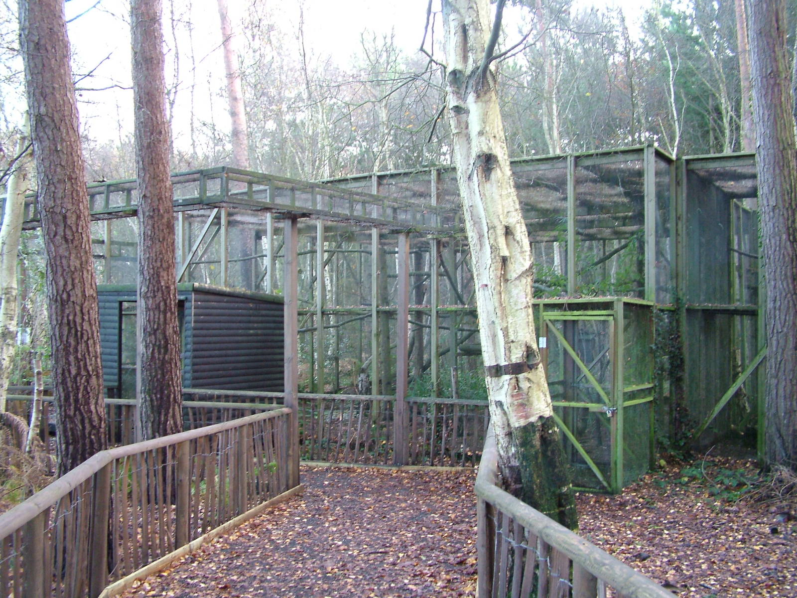 Pine Marten exhibit at Wildwood 28/11/09
