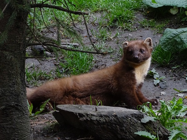 Pine marten (Martes martes)
