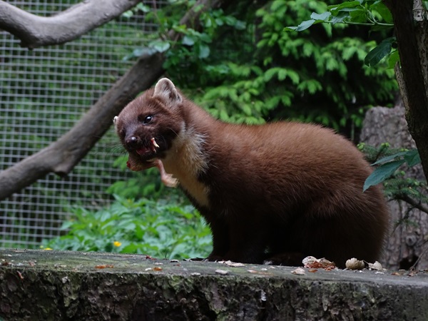 Pine marten (Martes martes)