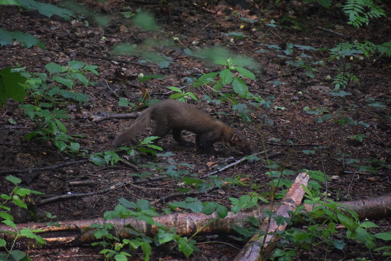 Pine marten - Otter-Zentrum Hankensbüttel