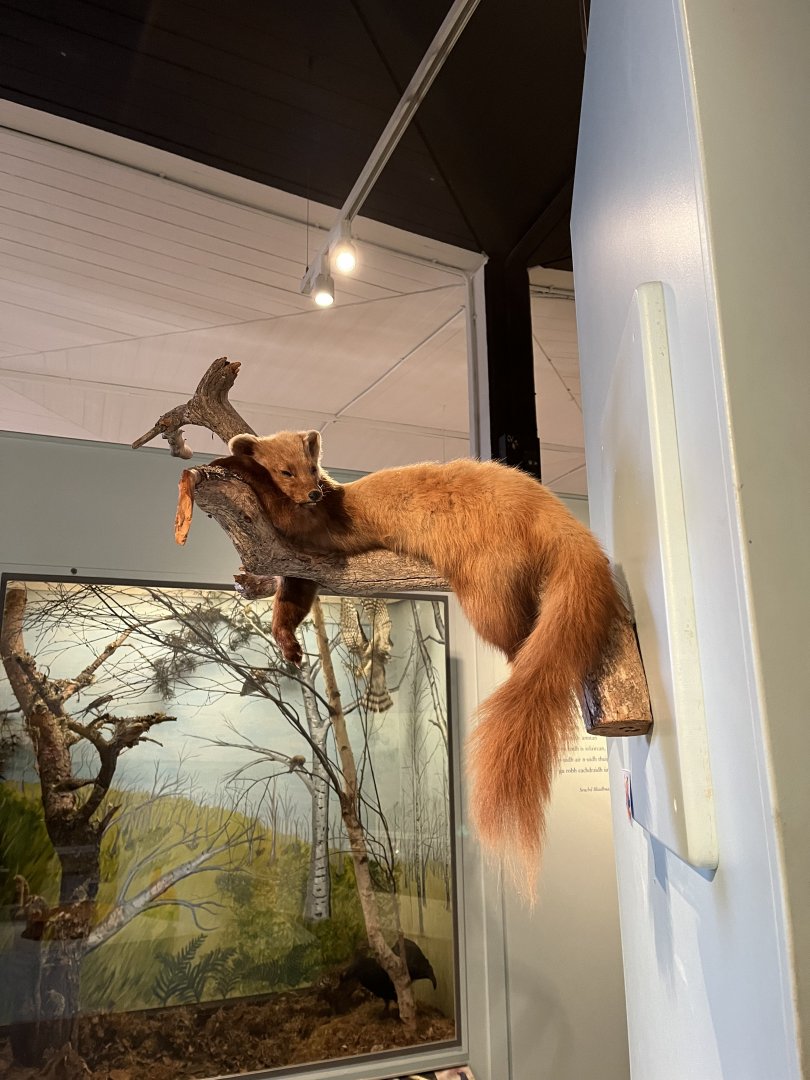 Pine marten (taken at Inverness museum 3.4.24)
