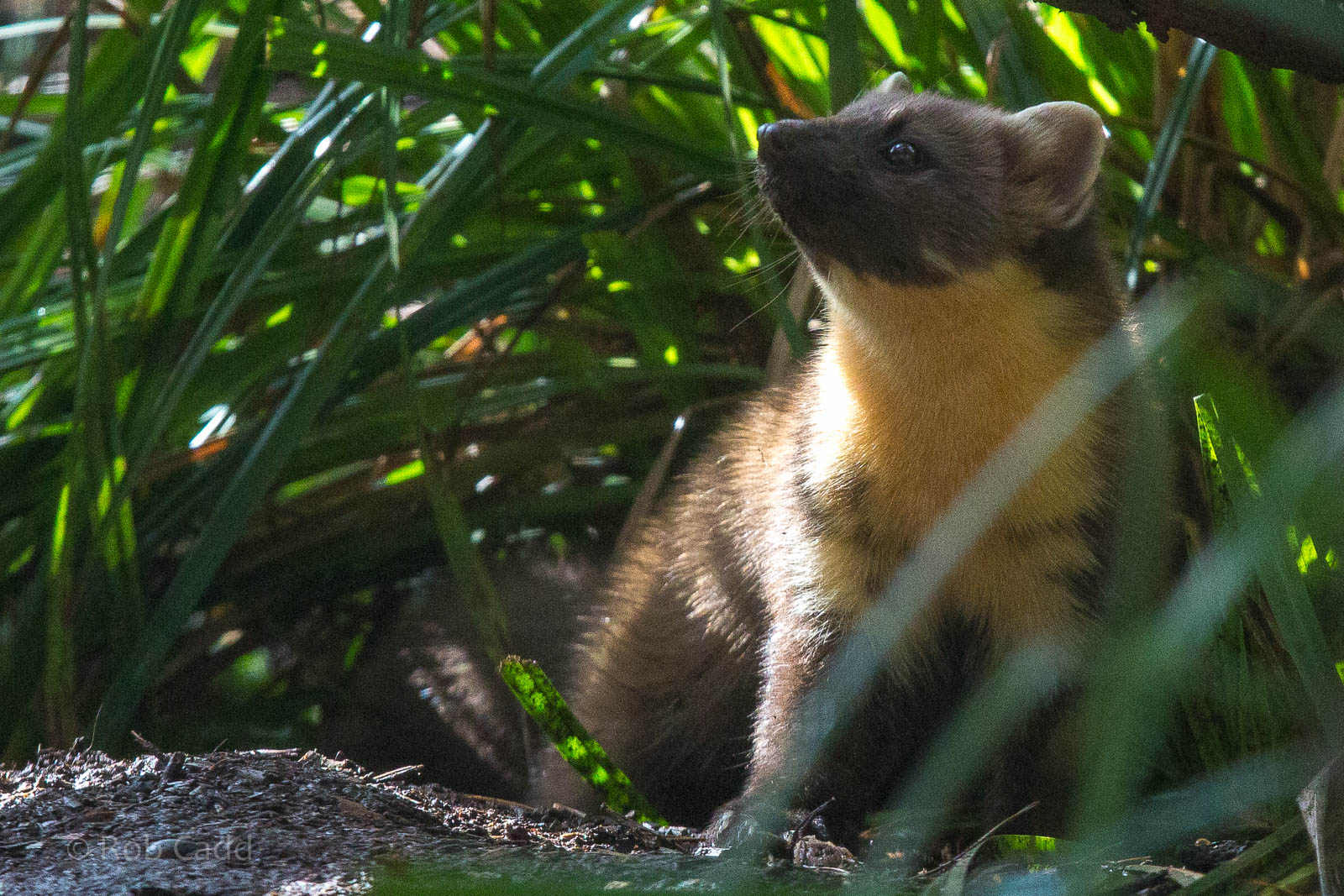 Pine marten : Wildwood : 16 Oct 2014
